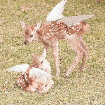fairy fawn