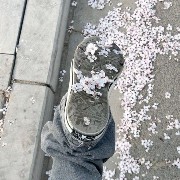 white flowers