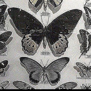 butterfly