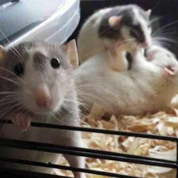 mouse rat mice three mice two rats making out while the other stares into space