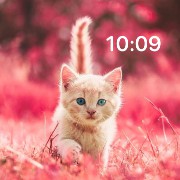baby cat 
