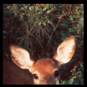 deerrrrrrr