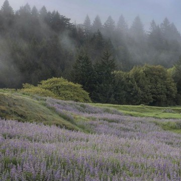 meadow 