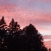trees in sunset 