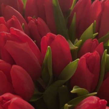 Red aesthetic 