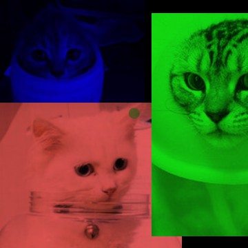 party kats
