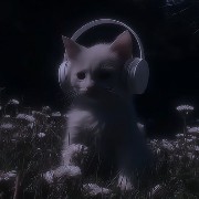 aesthetic cat