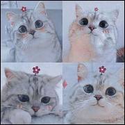 meow