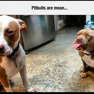 Pit bull 
