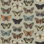 BUTTERFLYS   