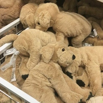 puppy plushie