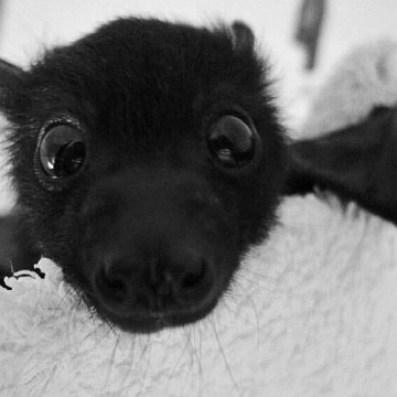 cute bat