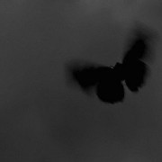 Black butterfly 