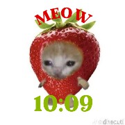 Cat Meme