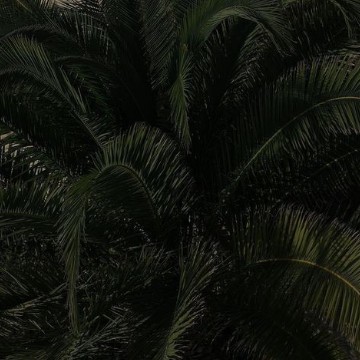 dark widget