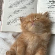 catt