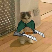 attack on kitten