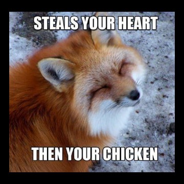 fox