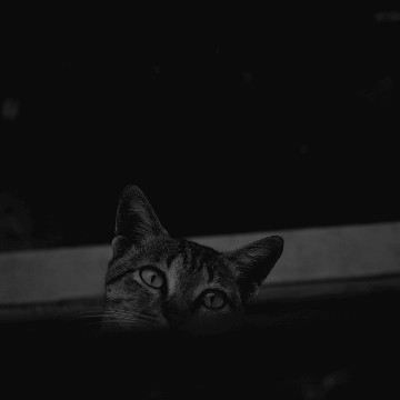 Cat photo