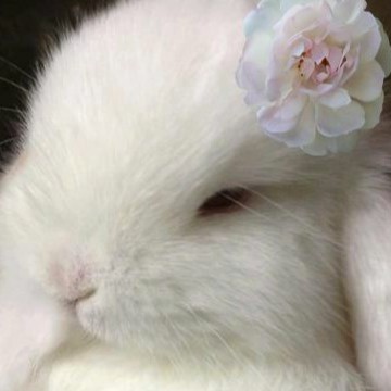 bunny1