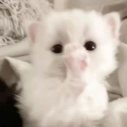 kitty