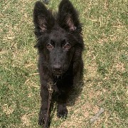 Mustafas doggo