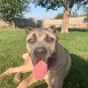 mustards dog