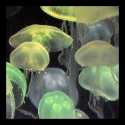 jellyfish