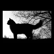 black cat widget one 