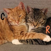 R + C cats