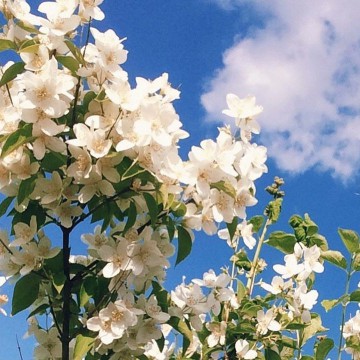 flowers - sky