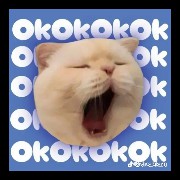 okokokcat