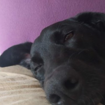 fionita