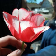 small flower