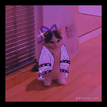 Shinobu cat