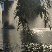 Green trees