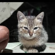 Pusa