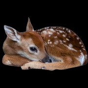 Fawn