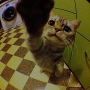cat