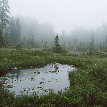 green 5