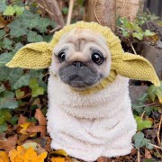 Dog yoda
