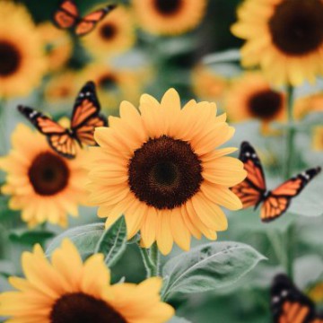 Sunflower 