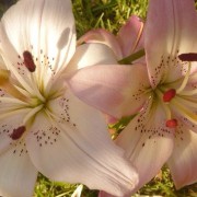 lily flower