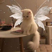 cat butterfly 