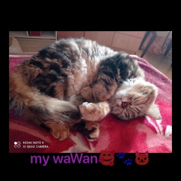 wawan