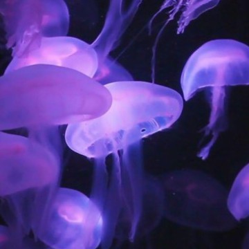Neon purple Copy
