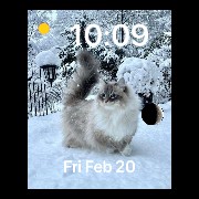 cats in the snow