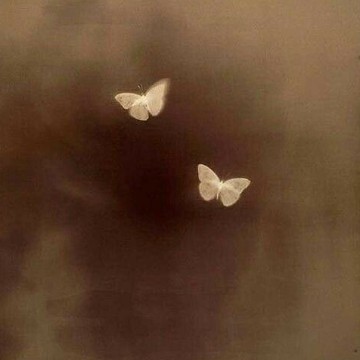 butterflies in the air