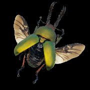Beetle