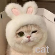 a cute cat